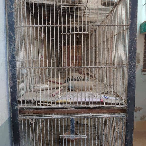 birds cage 4