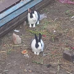 Rabit pair fo sale