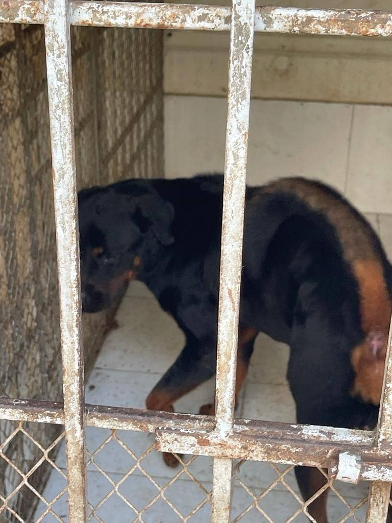 Rottweiler pedigree, microchiped, well Mainted by Dr. Isma Gheewala 0