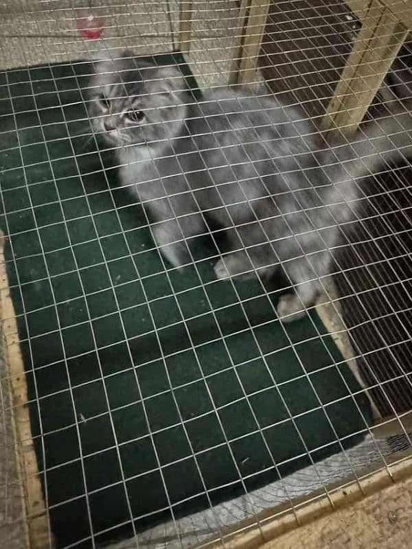 Persian cat Male for sale 1