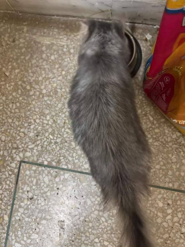 Persian cat Male for sale 3