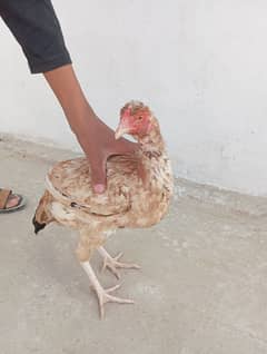 UpTo 2kg Aseel Hen