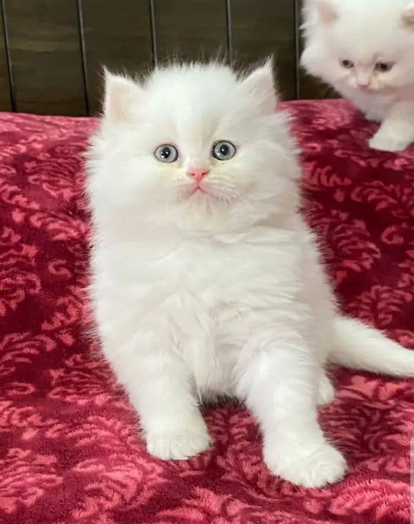 pure persian breed kittens pair for sale contact whatsap 03288426681 1