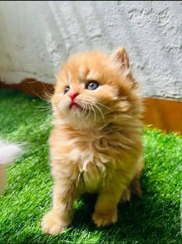 pure persian breed kittens pair for sale contact whatsap 03288426681 2