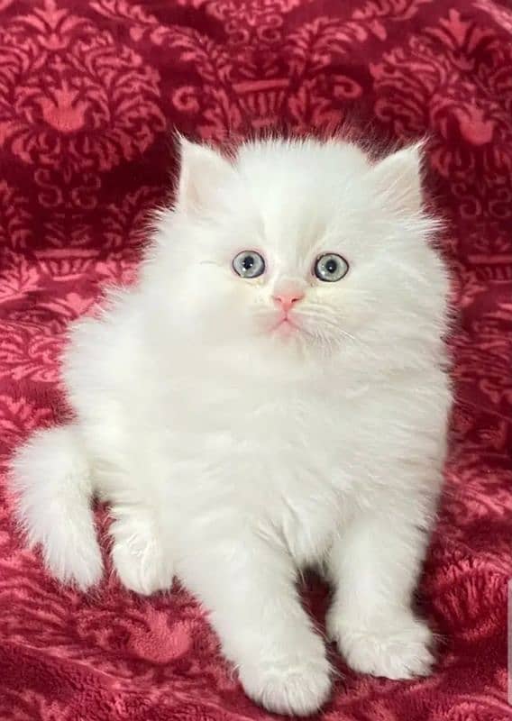 pure persian breed kittens pair for sale contact whatsap 03288426681 3