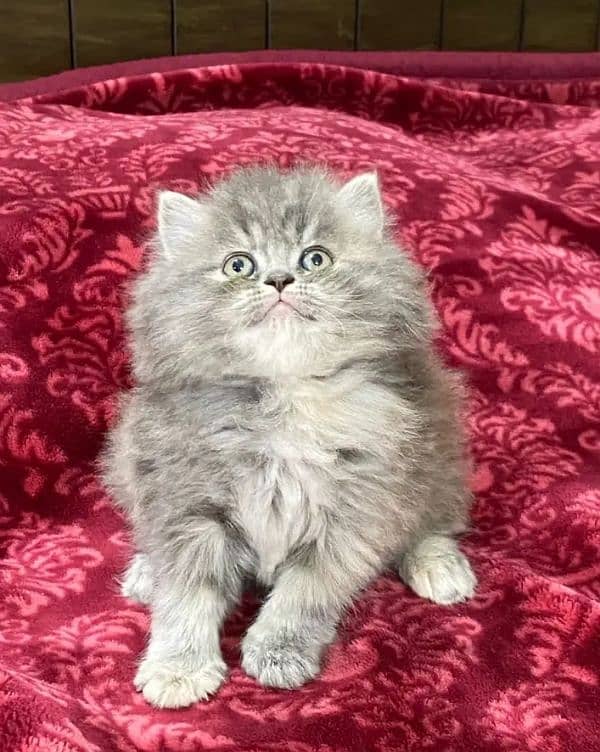 pure persian breed kittens pair for sale contact whatsap 03288426681 4