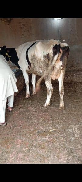 Faresion cows ,Faresion cross gay ,sahiwal cross cow,behns. majh phelin 1