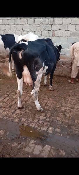 Faresion cows ,Faresion cross gay ,sahiwal cross cow,behns. majh phelin 5