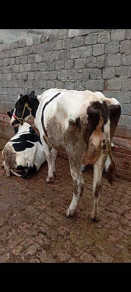 Faresion cows ,Faresion cross gay ,sahiwal cross cow,behns. majh phelin 7