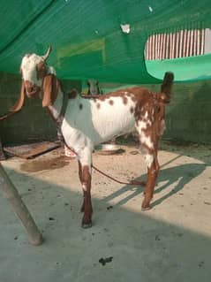 Bakra