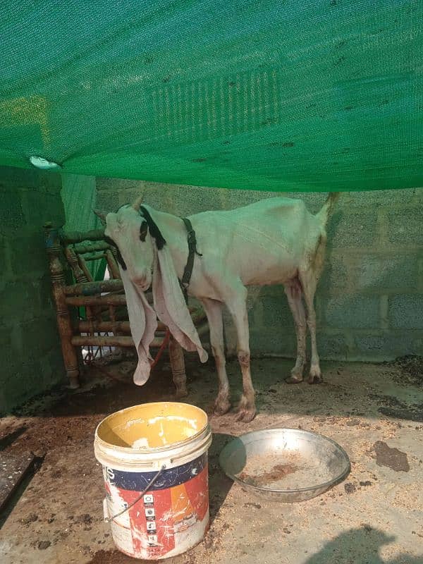 Bakra bakri 1