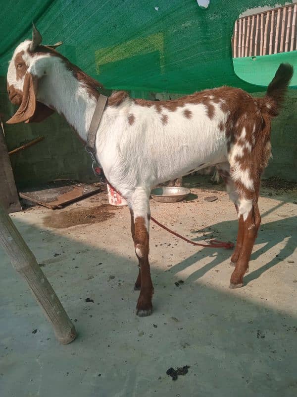 Bakra bakri 5