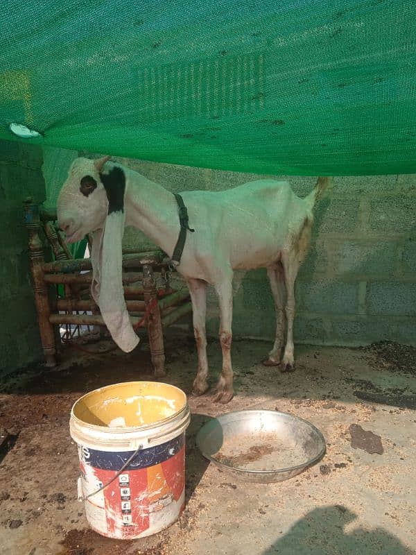 Bakra bakri 7