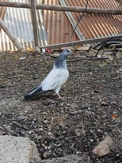 pigeon