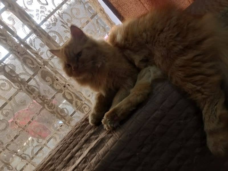 Persian female cat for sale 0