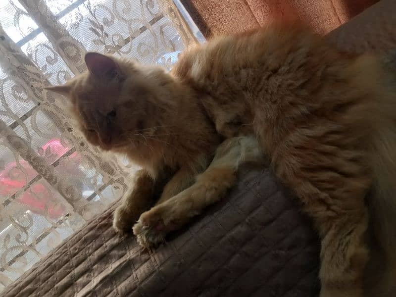 Persian female cat for sale 1