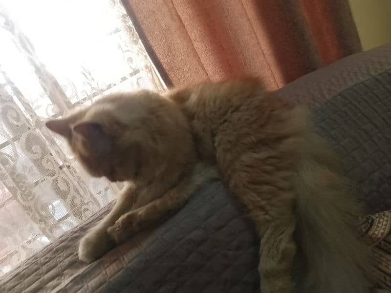 Persian female cat for sale 2