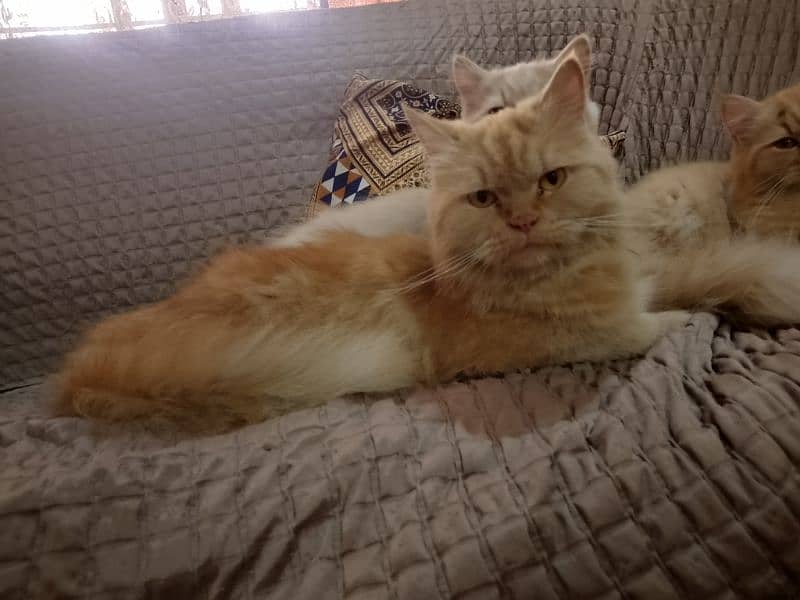 Persian female cat for sale 3