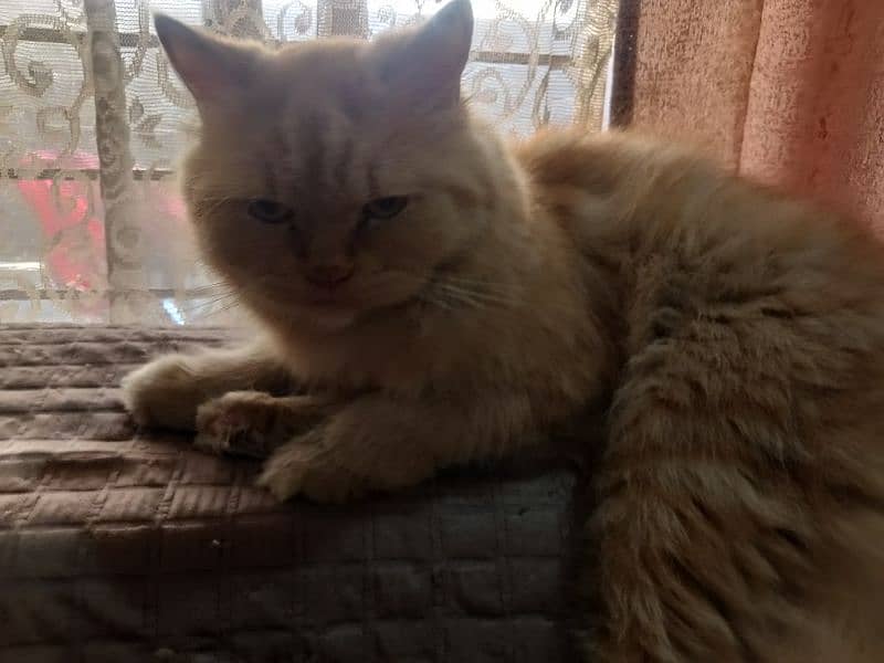 Persian female cat for sale 4