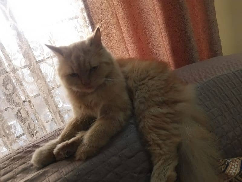 Persian female cat for sale 5