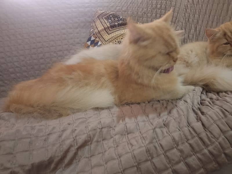 Persian female cat for sale 6