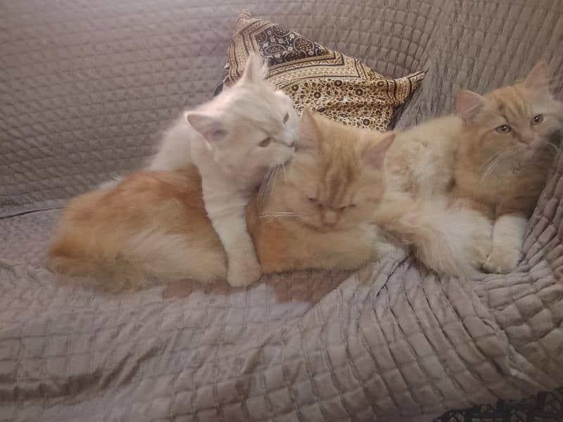 Persian female cat for sale 7