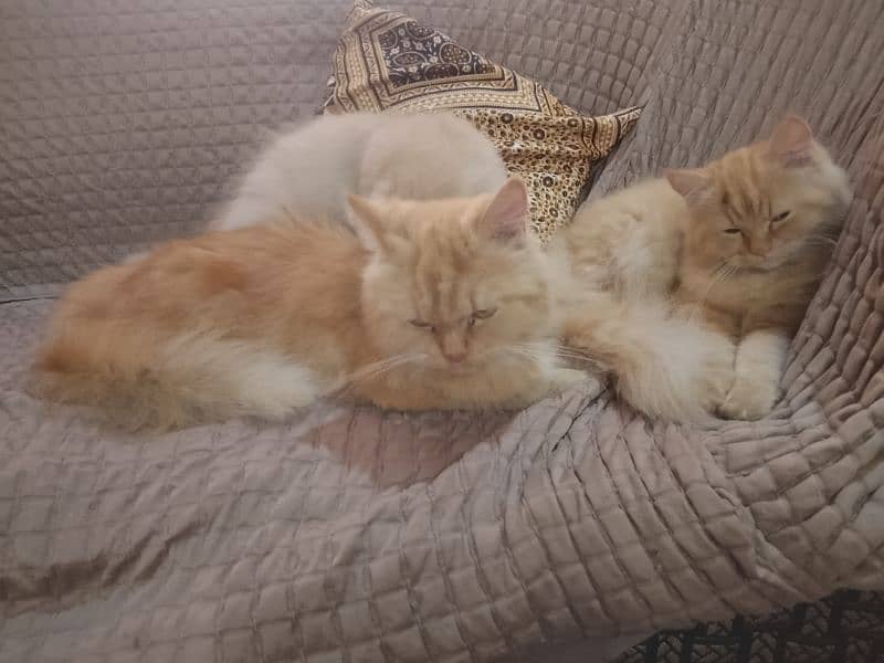 Persian female cat for sale 8