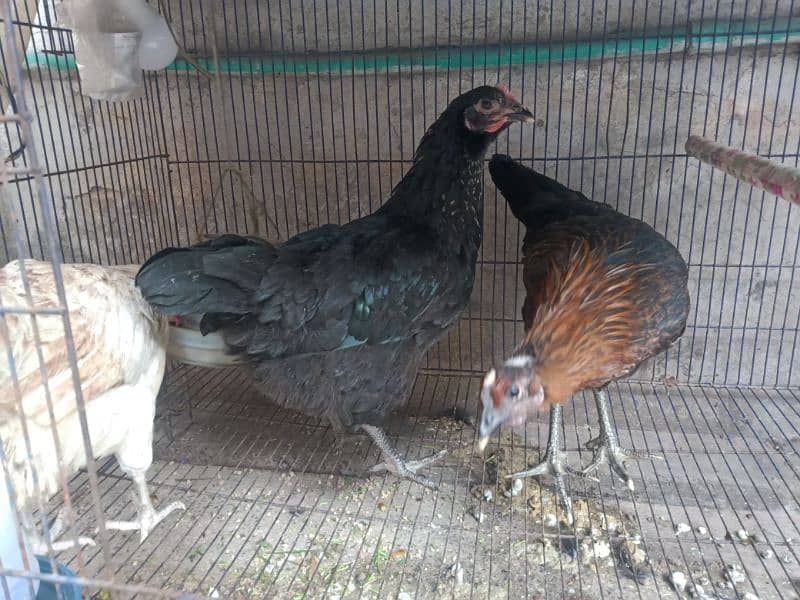 Golden Misri Hens (0323-6612330) 0