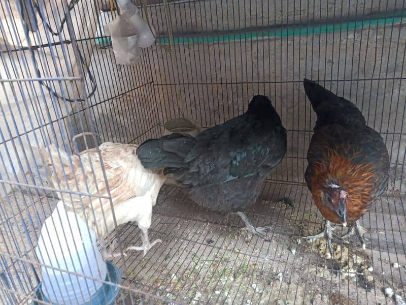 Golden Misri Hens (0323-6612330) 1