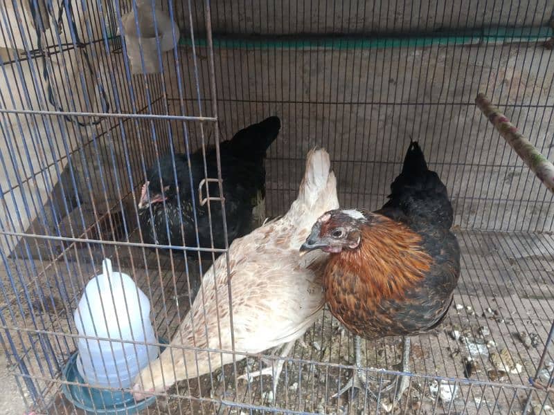 Golden Misri Hens (0323-6612330) 2