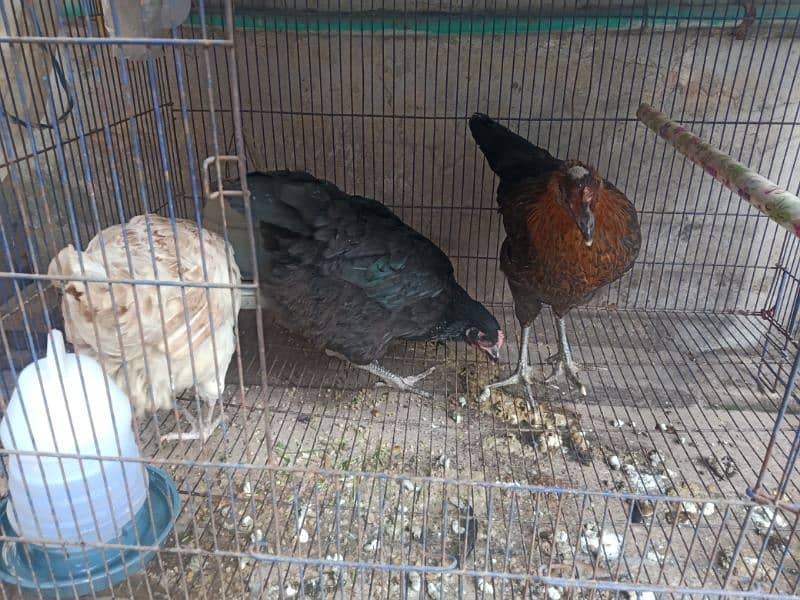 Golden Misri Hens (0323-6612330) 3