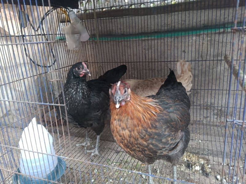 Golden Misri Hens (0323-6612330) 4