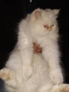 Persian Kittens | Odd Eyes Female | Persian cat | Cat for sale