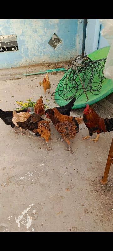 egg laying hens 9 murghia 1 male 0