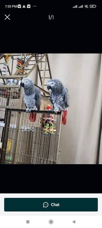 African grey parrot for O3O4 _O79_O437 my WhatsApp n 0