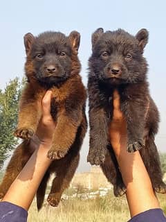 German Shepherd puppies