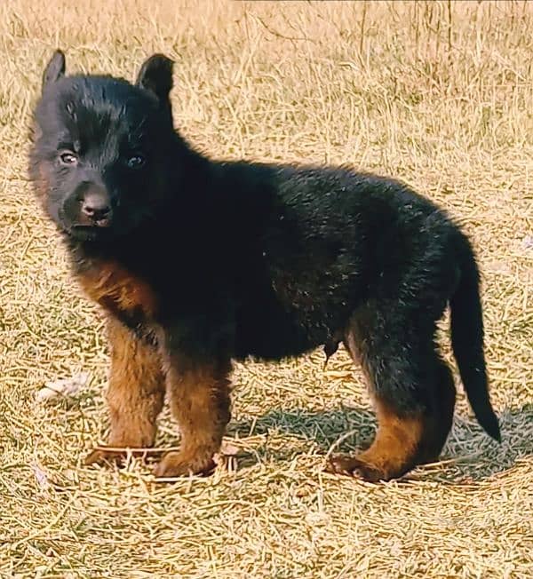 black Shepherd puppies for sale 0