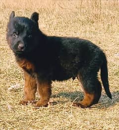 German Shepherd black mask puppy for sale