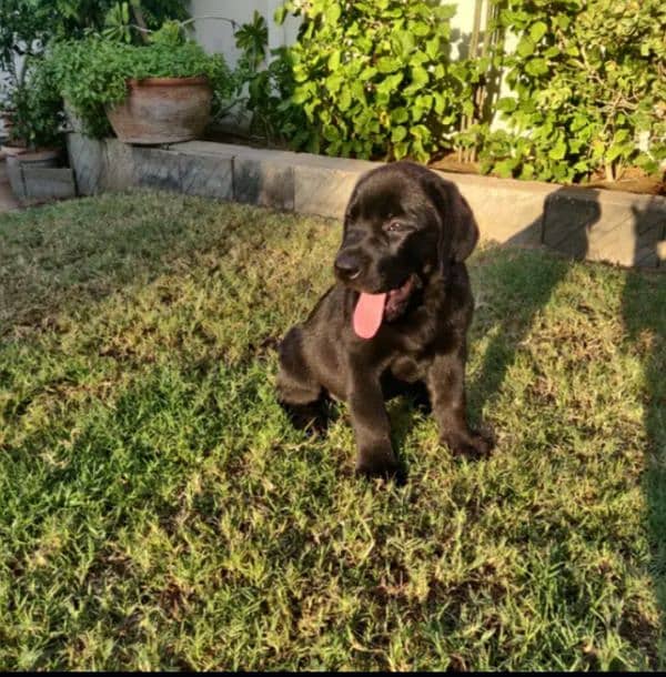 British black Labrador female 0