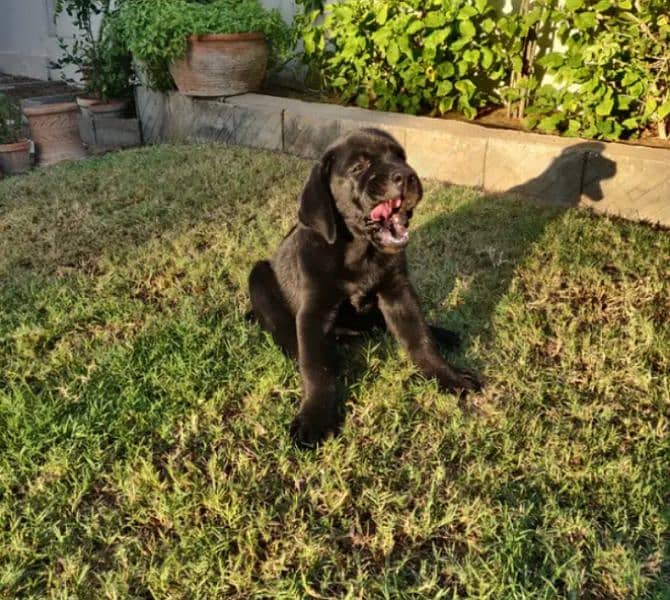 British black Labrador female 1