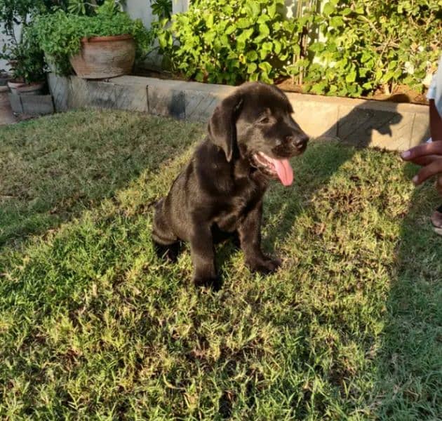 British black Labrador female 2