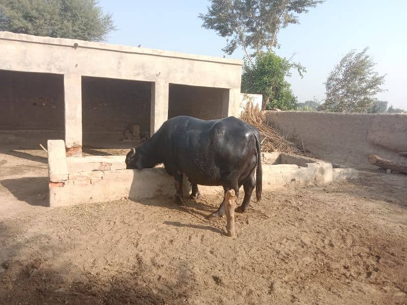 Buffalo Tayar 0