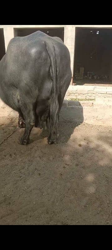 Buffalo Tayar 3