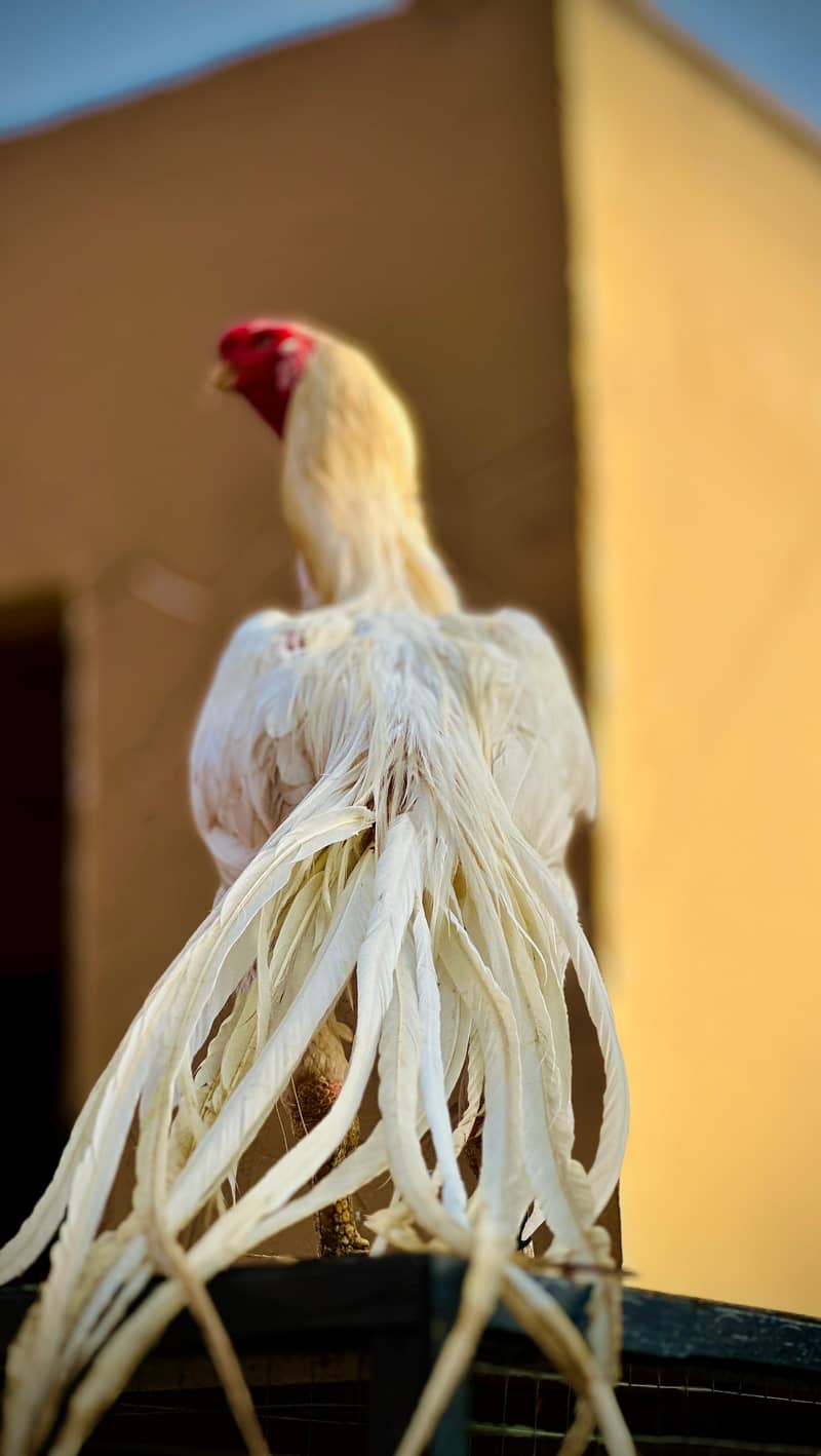 Parrot Beak | Indian Parrot beak | Inidan Parrot Beak long tail Hens 5