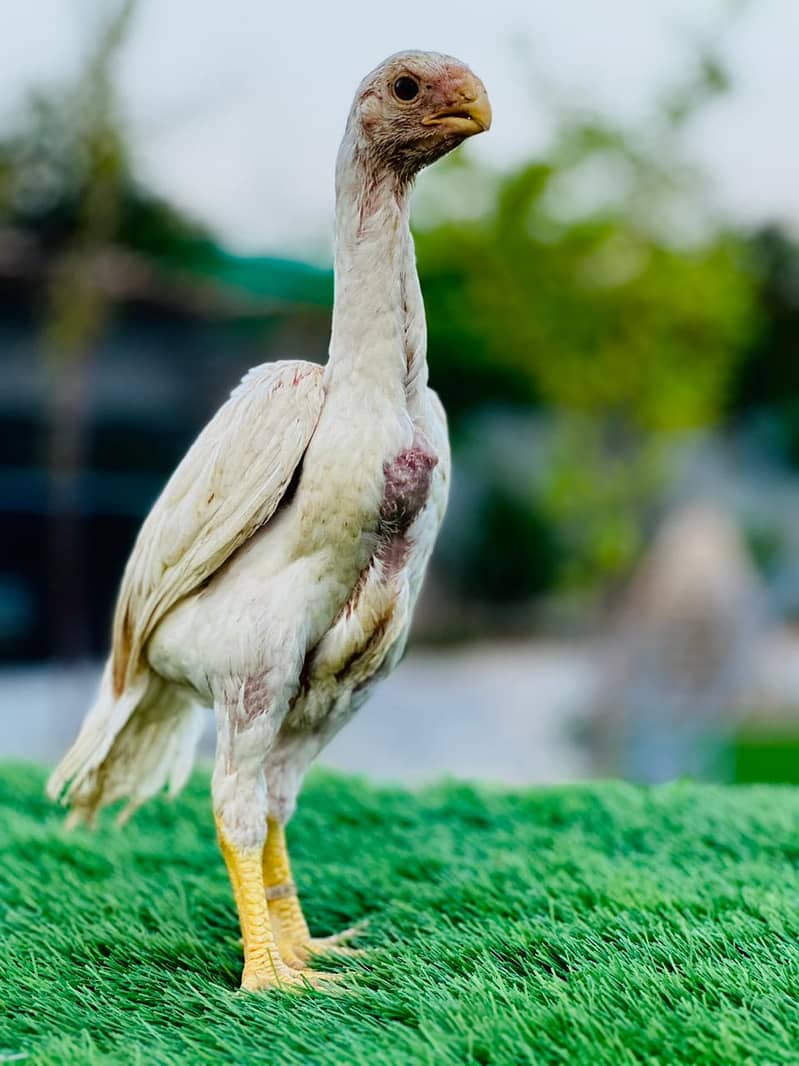 Parrot Beak | Indian Parrot beak | Inidan Parrot Beak long tail Hens 18