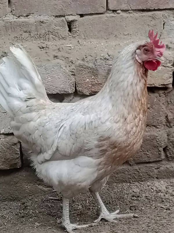 Golden misri eggs laying hens | Golden misri murghi | misri hen| eggs 0