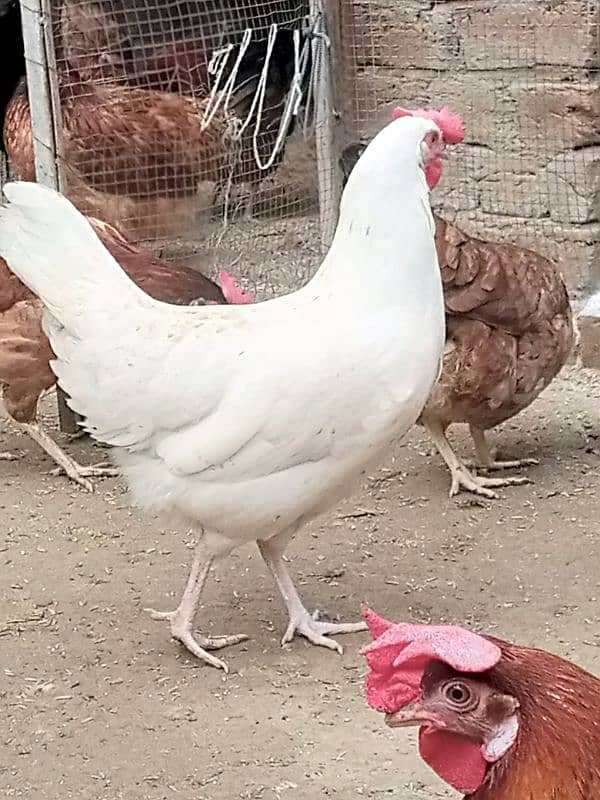 Golden misri eggs laying hens | Golden misri murghi | misri hen| eggs 1