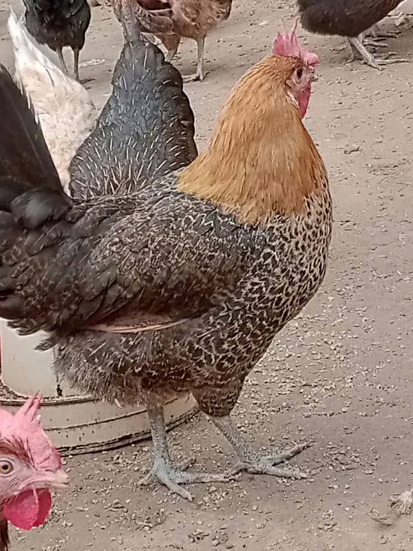 Golden misri eggs laying hens | Golden misri murghi | misri hen| eggs 2