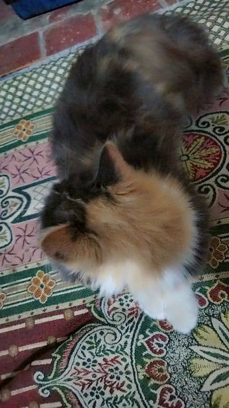 main coon percian female cat 2