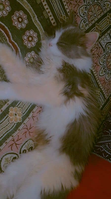 main coon percian female cat 3